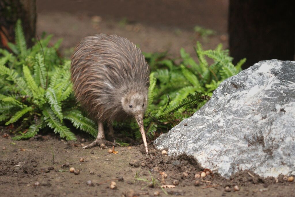 Pták kiwi